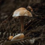 Approches intégrées : naturopathie et kinésithérapie en rééducation