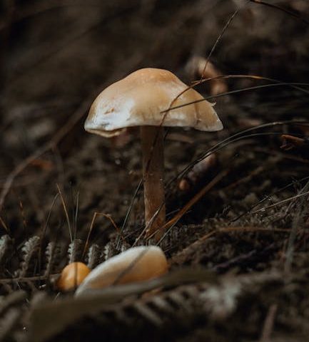 Approches intégrées : naturopathie et kinésithérapie en rééducation