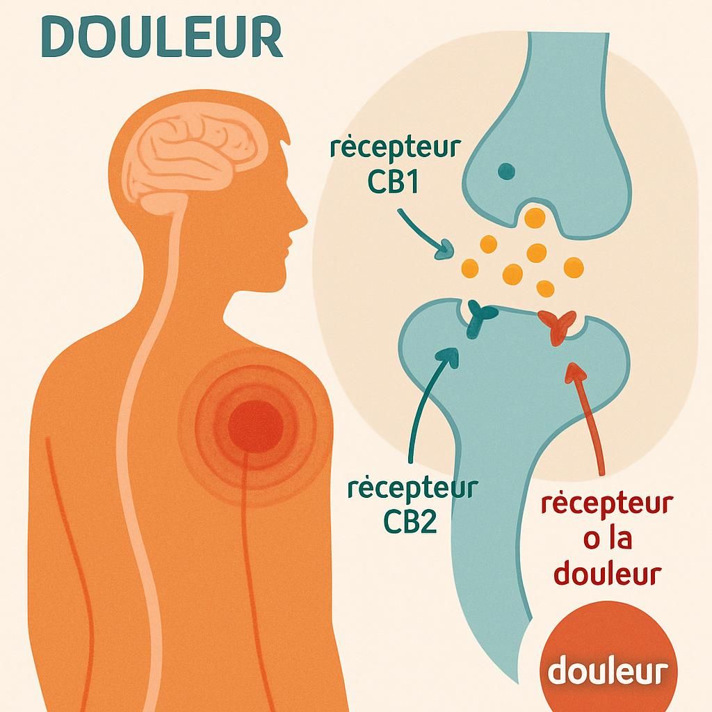 découvrez comment la naturopathie peut aider à atténuer la douleur et à favoriser une guérison naturelle grâce à des méthodes douces et holistiques.